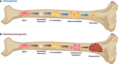 Targeted Delivery of Chemotherapeutic Agents for Osteosarcoma Treatment